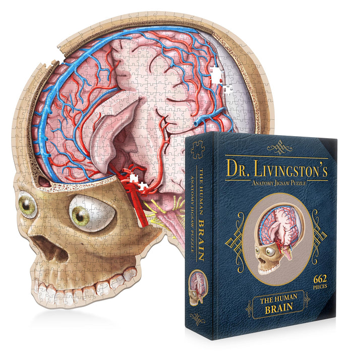 Dr. Livingston's Anatomy Puzzle: Human Brain, 662 Pieces