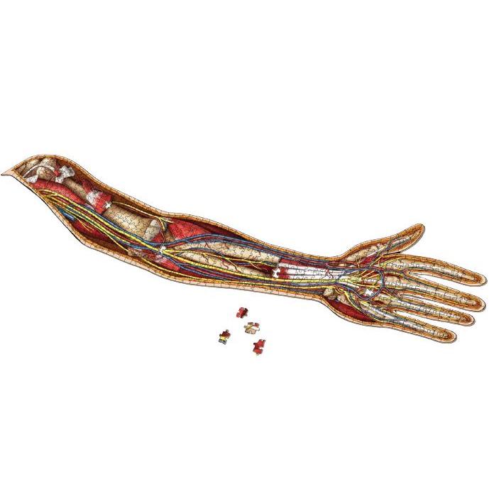 Dr. Livingston's Anatomy Puzzle: Human Left Arm, 479 pieces