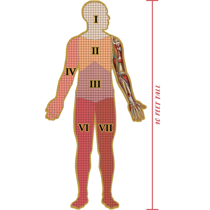 Dr. Livingston's Anatomy Puzzle: Human Left Arm, 479 pieces