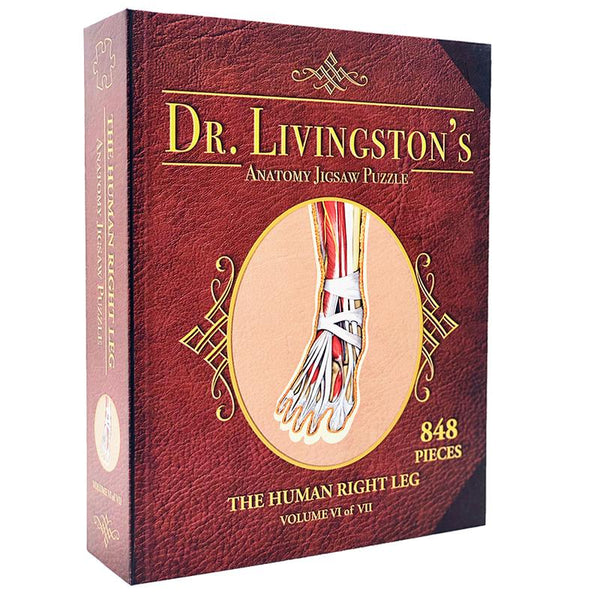 Dr. Livingston's Anatomy Puzzle: Human Right Leg, 848 pieces